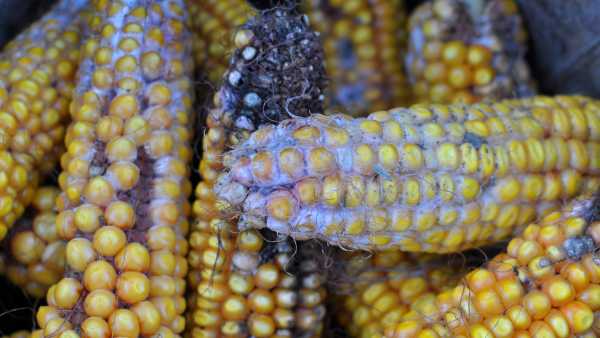 Токсиколог пояснює, коли можна безпечно зрізати запліснявілу частину з їжі, а коли найкраще її викинути | INFBusiness