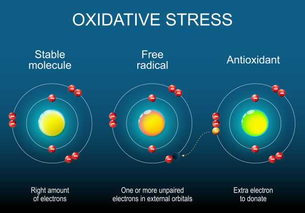 Вільні радикали – це дуже реактивні молекули – чи завжди вони шкідливі, чи мають якісь переваги? | INFBusiness