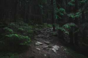 Чоловік зробив «тривожне» відкриття під час прогулянки лісом | INFBusiness