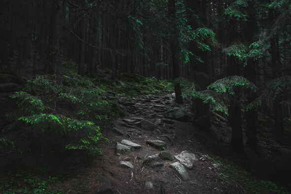 Чоловік зробив «тривожне» відкриття під час прогулянки лісом