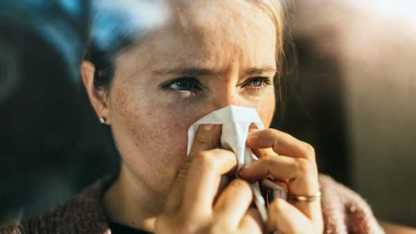 Крупний план самотнього зірчастого кліща, найчастішого розповсюджувача альфа-гал синдрому в США (Зображення: Kasey Decker via Getty Images) Чоловік з Нью-Джерсі помер від алергії на м'ясо, спричиненої укусом кліща | INFBusiness