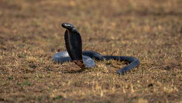 Новий протиотрута діє проти 17 небезпечних видів африканських змій, показує дослідження | INFBusiness