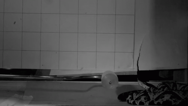 Новий протиотрута діє проти 17 небезпечних видів африканських змій, показує дослідження | INFBusiness