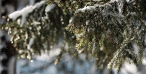 В Україні очікується м'якша зима: синоптикиня поділилася прогнозом про перші холоди та дощ зі снігом | INFBusiness