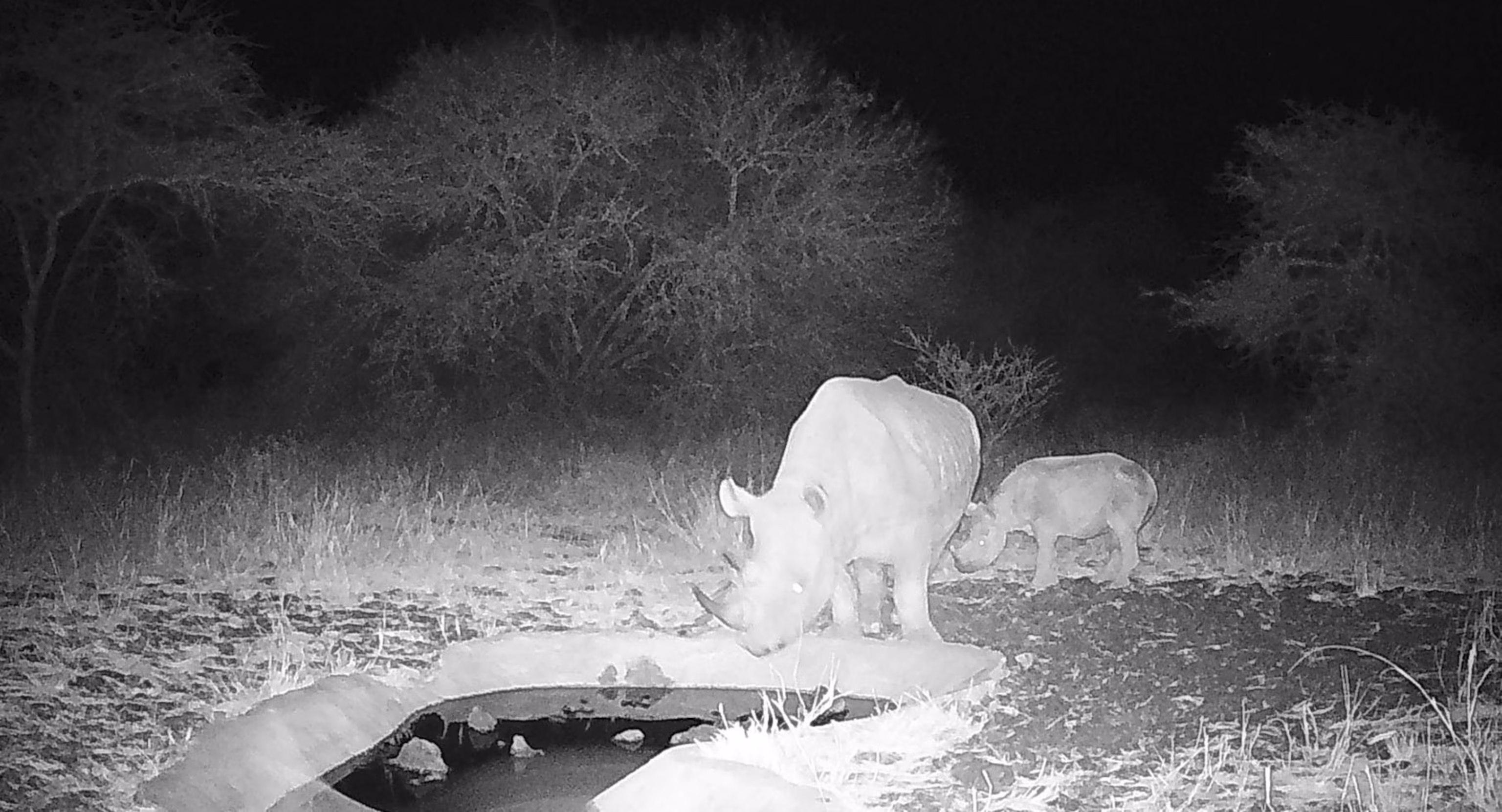 Дитинча чорного носорога, що знаходиться під критичною загрозою зникнення, народилося в дикій природі в Кенії | INFBusiness