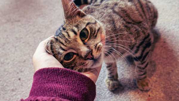 Дослідження тканин плода є критично важливим для вчених, щоб краще зрозуміти здоров'я та хвороби людини. Майбутні обмеження фінансування можуть підірвати дослідження в США (Зображення: Сенді Хаффакер через Getty Images) Обмеження на дослідження тканин плода загрожуватимуть прогресу в розробці проривних методів лікування руйнівних захворювань, але водночас не запобігнуть жодному аборту. | INFBusiness