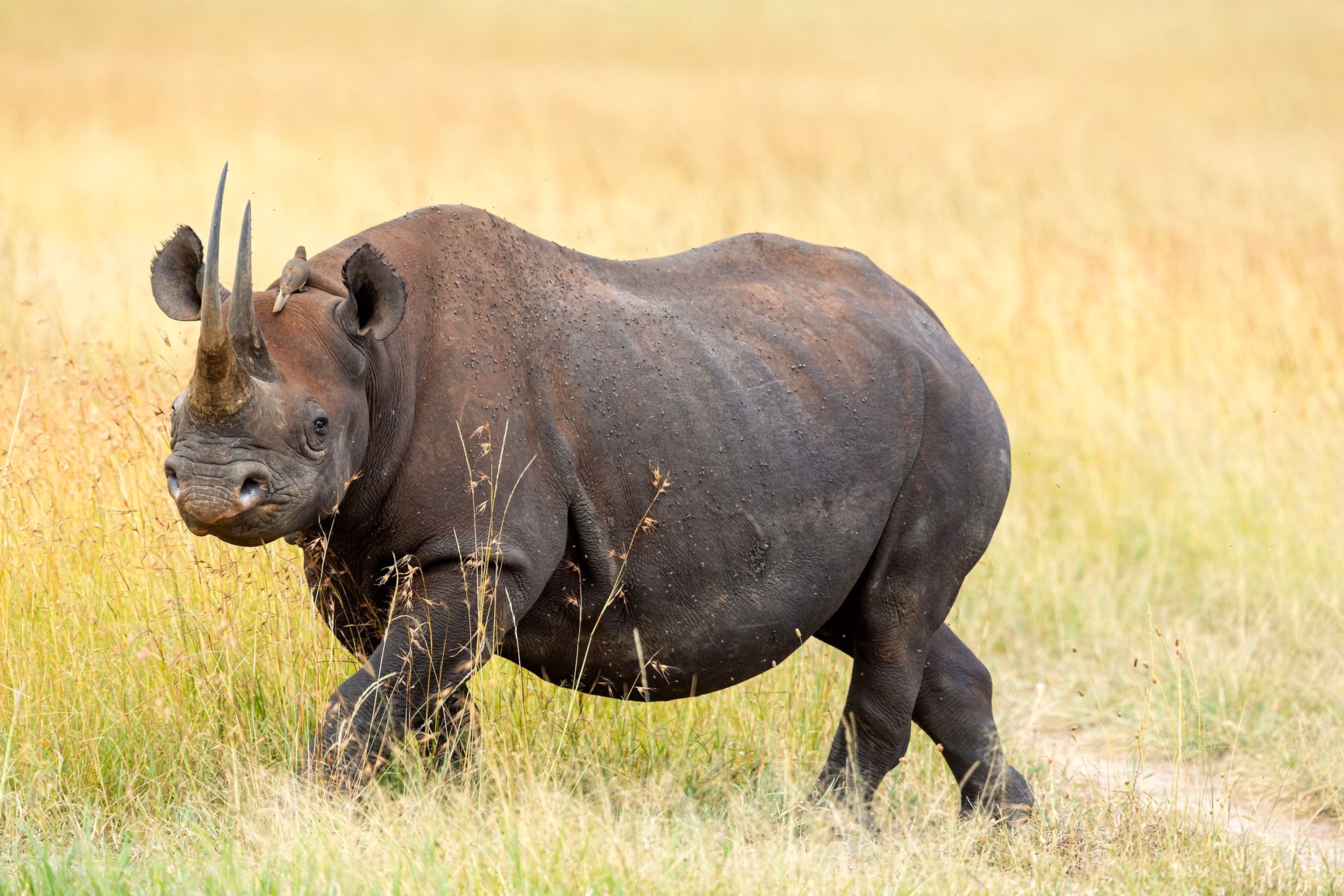 Дитинча чорного носорога, що знаходиться під критичною загрозою зникнення, народилося в дикій природі в Кенії | INFBusiness