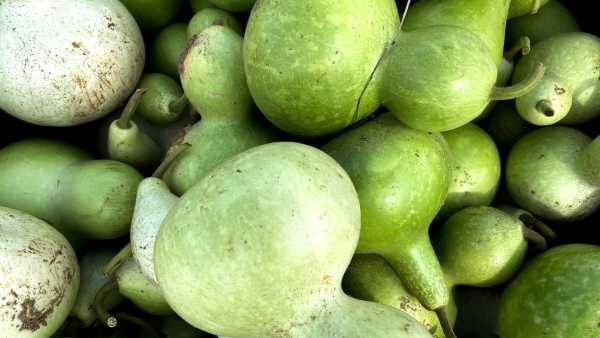 Діагностична дилема: домашній сік жінки призвів до небезпечного для життя «синдрому токсичного кабачка» | INFBusiness