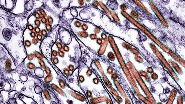 Дослідження пов'язує використання GLP-1 з деякими ризиками вагітності, але має ключові застереження. | INFBusiness