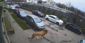 "Лютий звір": на Хмельниччині зафільмували лева, який блукає подвір'ями. | INFBusiness