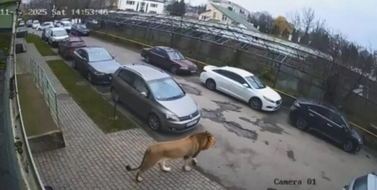 “Лютий звір”: на Хмельниччині зафільмували лева, який блукає подвір’ями.