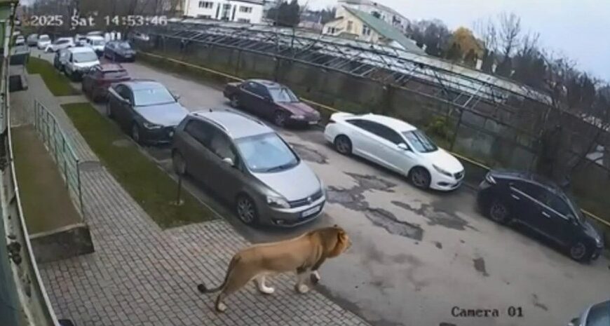 “Лютий звір”: на Хмельниччині зафільмували лева, який блукає подвір’ями.