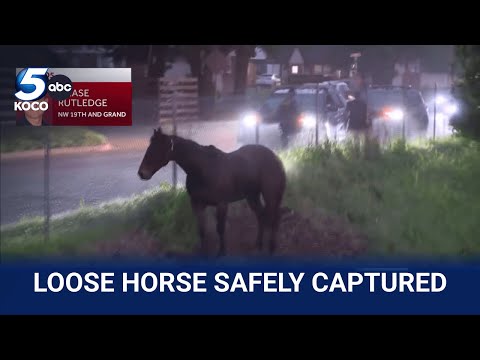 Коні на волі: Як один&hellip;