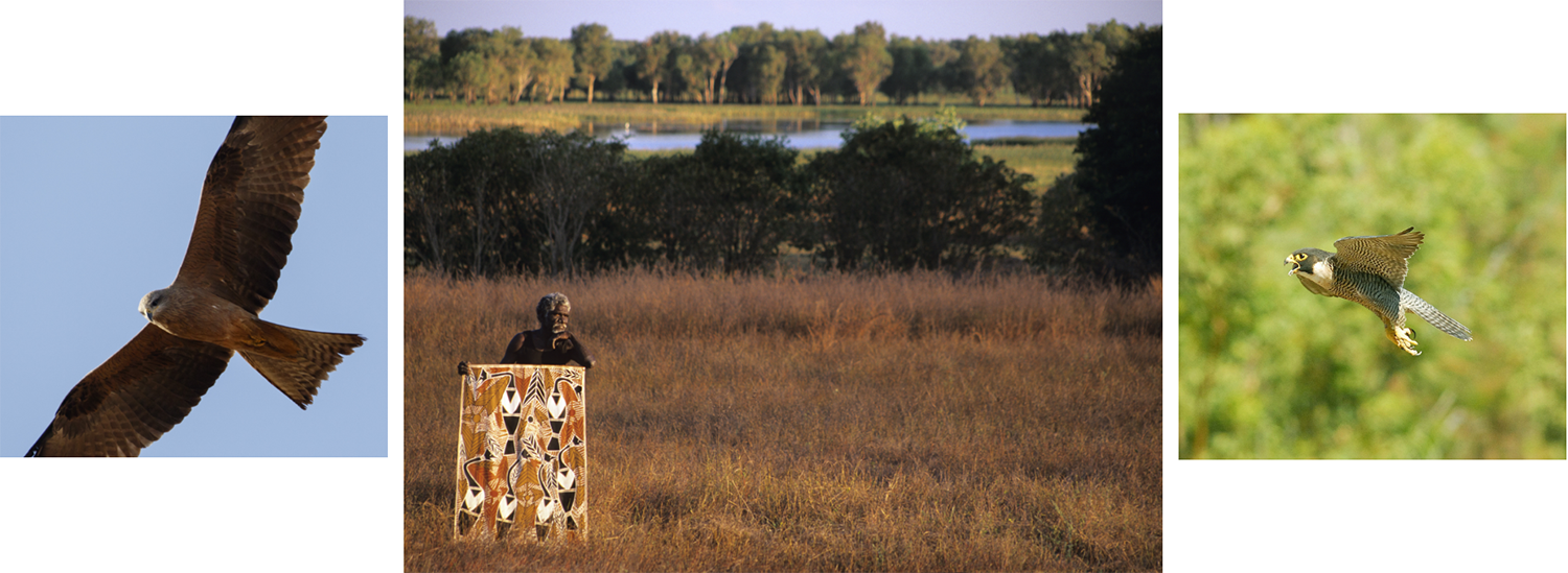 Світові лідери знають: птахи в небезпеці! 5
