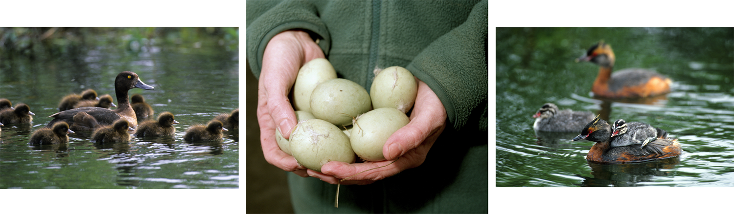 Світові лідери знають: птахи в небезпеці! 7