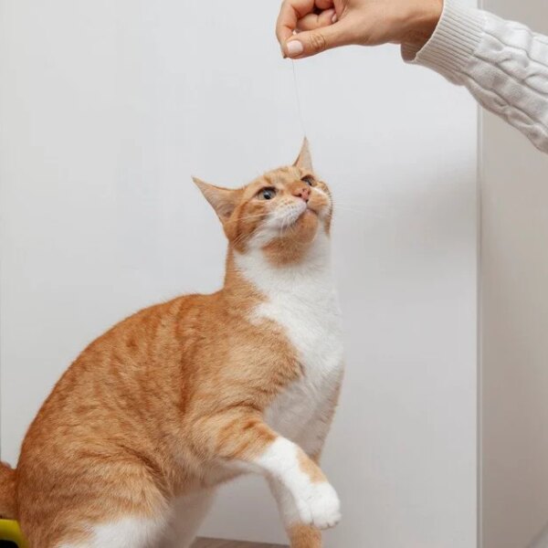 Чому кішка не доїдає корм: фахівці пояснили справжню причину