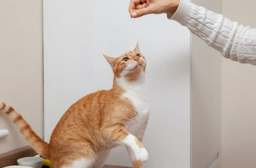 Чому кішка не доїдає корм: фахівці пояснили справжню причину