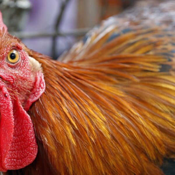 Чи дозволено готувати курячий холодець на Великдень: священик роз’яснив давню традицію