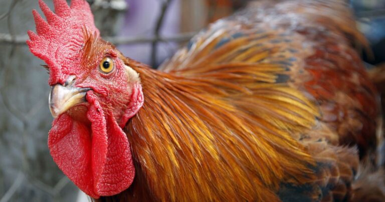 Чи дозволено готувати курячий холодець на Великдень: священик роз'яснив давню традицію 7 Чи дозволено готувати курячий холодець на Великдень: священик роз'яснив давню традицію 6