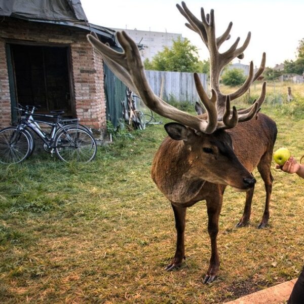 Шок! Зникле оленя Бориса знайшли: драма на Рівненщині розбурхала мережу