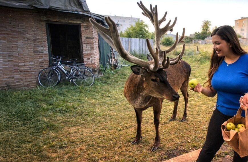 Шок! Зникле оленя Бориса знайшли: драма на Рівненщині розбурхала мережу