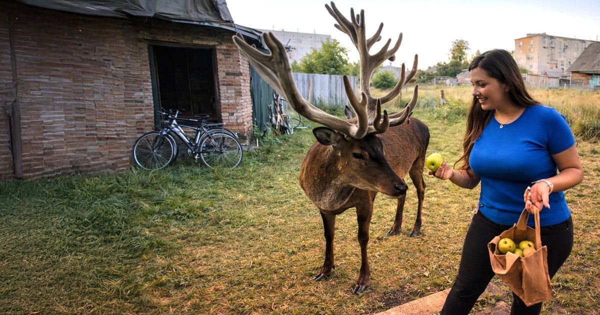 Олень Борис