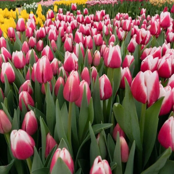 Шок: Свавілля над тюльпанами – квіти гинуть від людських помилок!