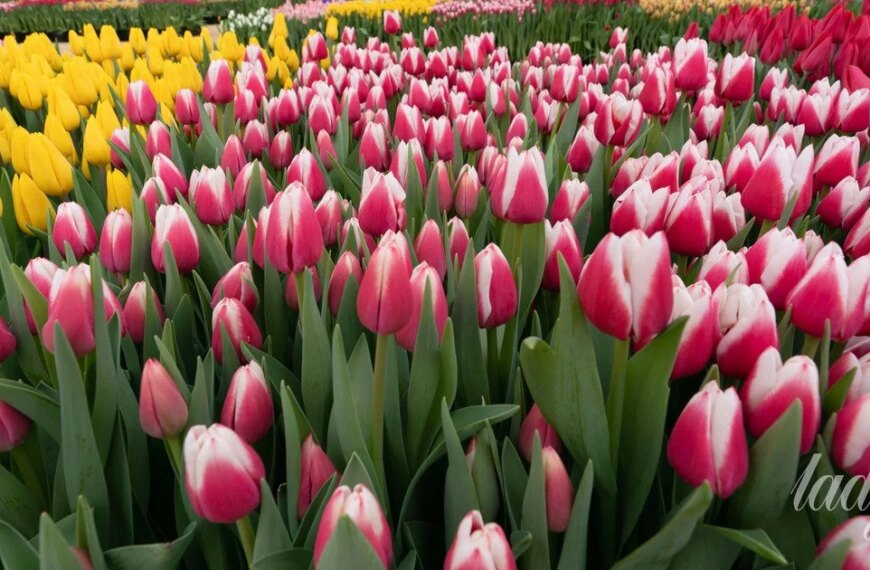 Шок: Свавілля над тюльпанами – квіти гинуть від людських помилок!