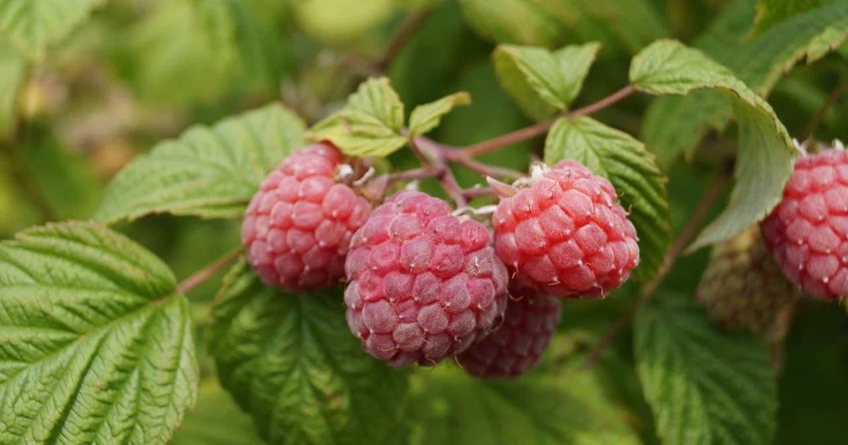 Як збільшити урожай малини