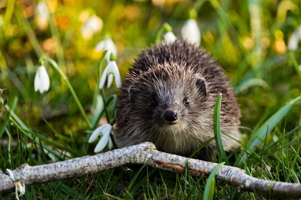 Народні прикмети 8 квітня / © pexels.com