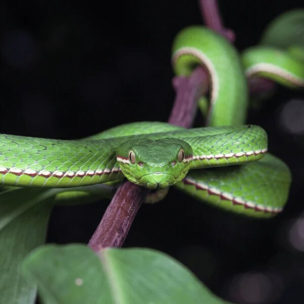 Шок: Зелена отруйна змія тероризує Китай.