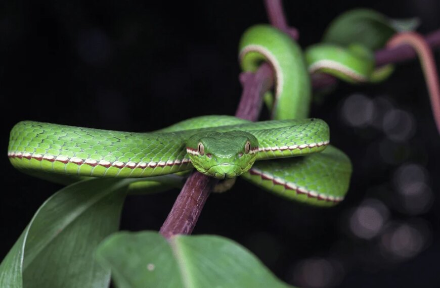 Шок: Зелена отруйна змія тероризує Китай.