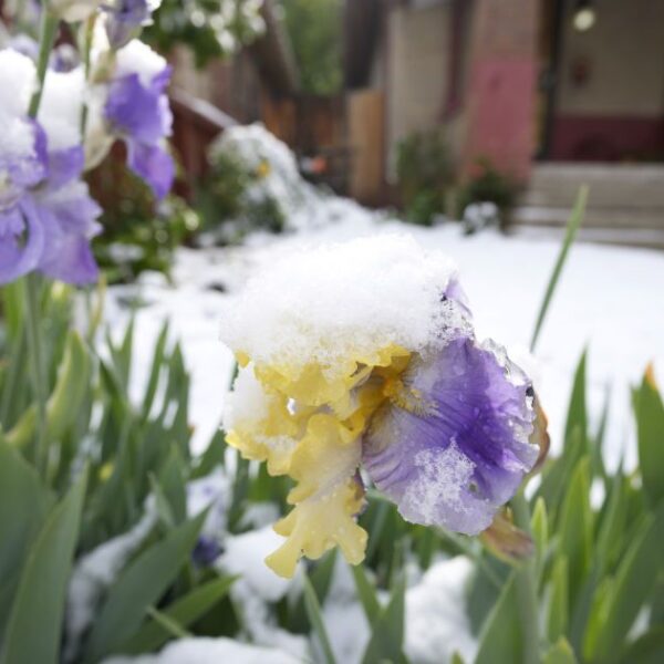 Шок: Зимова стихія атакує Україну, морози та сніг несподівано.
