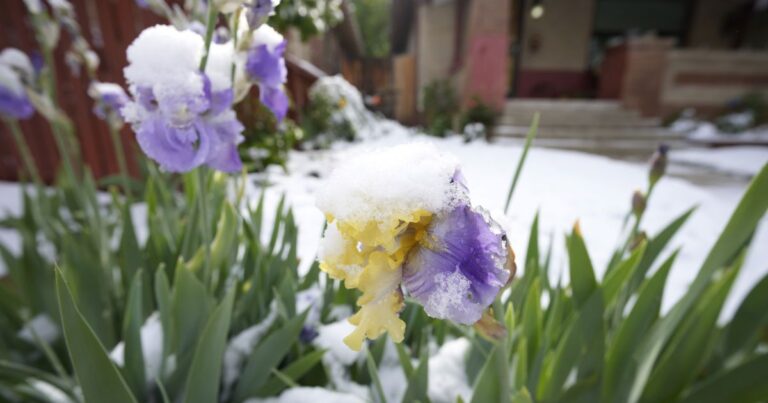 Шок: Зимова стихія атакує Україну, морози та сніг несподівано. 1