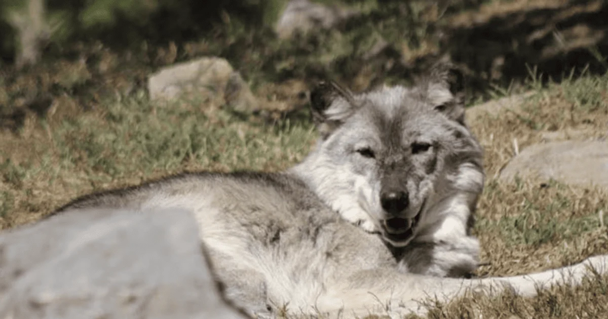 Вовки у зоопарку Пенсильванії
