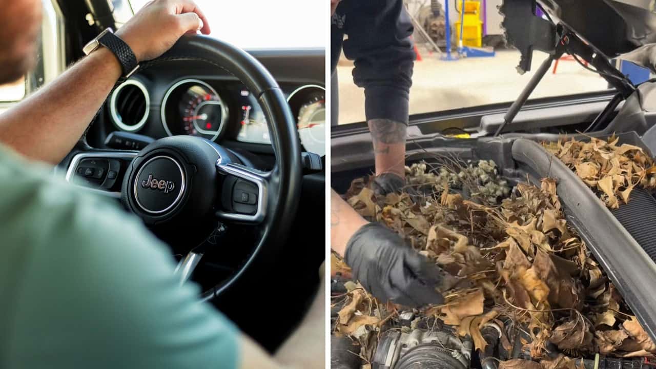 Білки в авто: несподіваний гість чи кошмар автовласника? 1