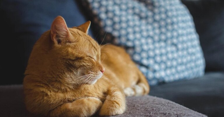 Шок: Коти знають майбутнє? Ветеринари шоковані! 6 Шок: Коти знають майбутнє? Ветеринари шоковані! 6