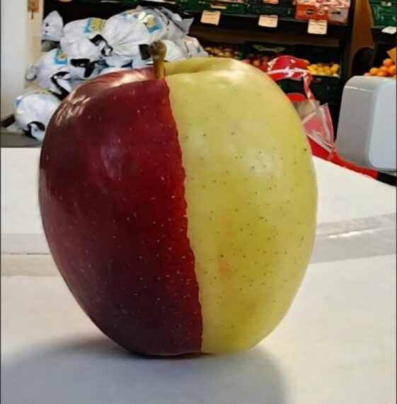 Look: Half-red, half-yellow chimera apple draws crowds at New Zealand store