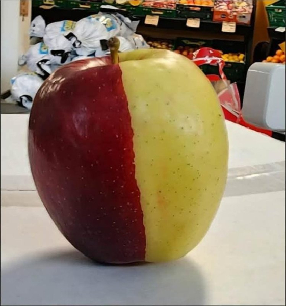 Look: Half-red, half-yellow chimera apple draws crowds at New Zealand&hellip;