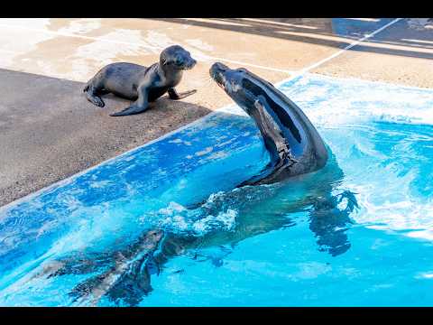 Дивіться: Дельфін-афаліна, дитинча морського лева народилися в SeaWorld Сан-Дієго Новонароджені дитинчата в SeaWorld Сан-Дієго: зворушливі кадри з афаліною та морським левом 9