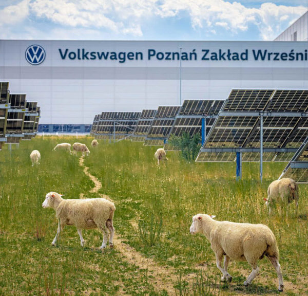 Volkswagen замість косарок вивів на поля сотню овець