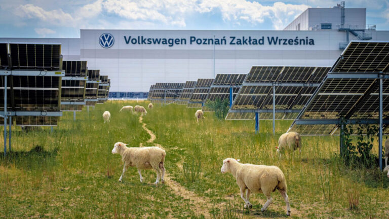 Volkswagen замість косарок вивів на поля сотню овець 19