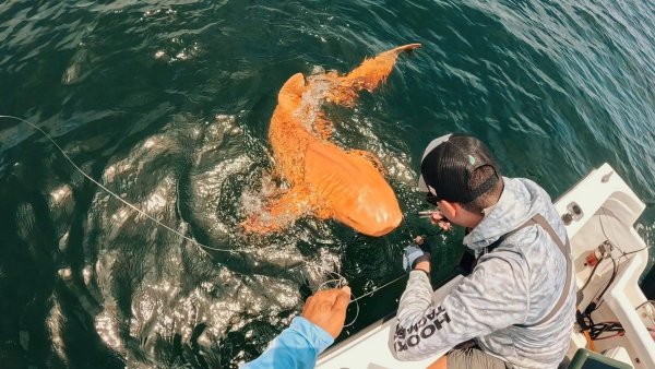 Orange nurse shark caught off Costa Rica