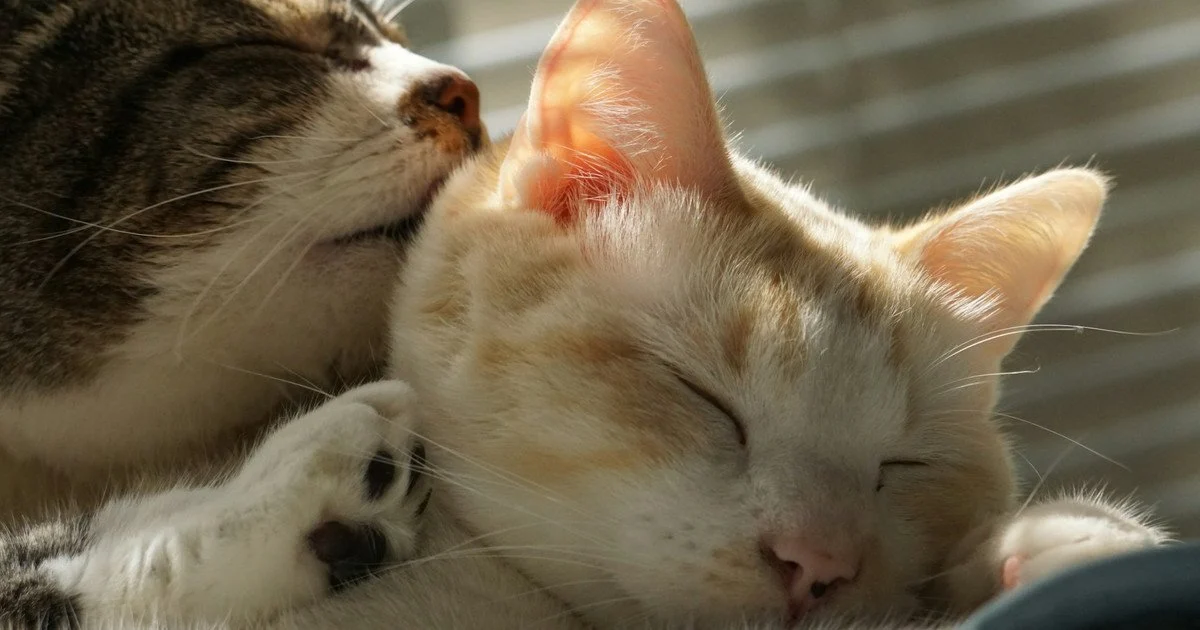 Коти Коти
