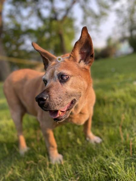 Wednesday marks National Dog Day, an annual celebration of canine companions like this very good boy, Spirit.